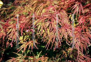 Picture of Acer palmatum (Dissectum Group) 'Autumn Fire'