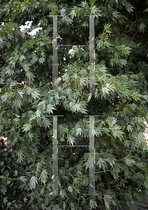 Picture of Acer palmatum (Matsumurae Group) 'Azuma murasaki (Toshi)'