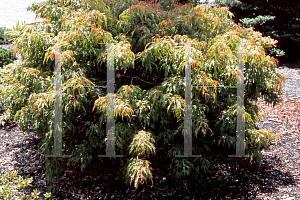 Picture of Acer buergerianum 'Mino yatsubusa'
