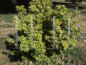 Picture of Acer buergerianum var. formosanum 'Miyasama kaede'