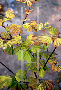 Picture of Acer circinatum 'Sunglow'