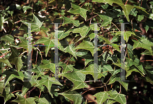 Picture of Acer cappadocicum 