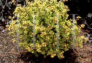Picture of Acer circinatum 'WB'