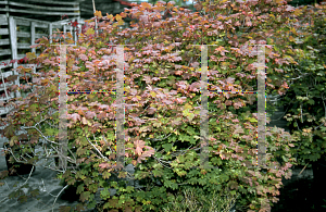 Picture of Acer circinatum 'Del's Dwarf'