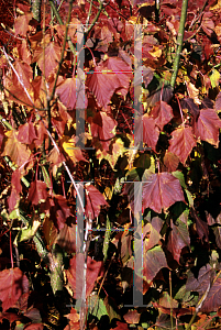 Picture of Acer capillipes 