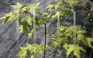 Picture of Acer saccharum ssp. grandidentatum 'Select Jerry Morse'