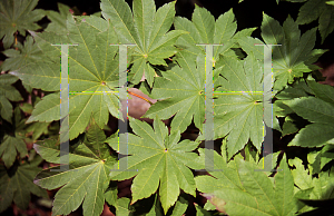 Picture of Acer pseudo-sieboldianum 
