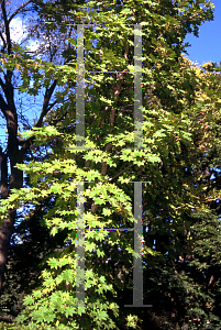 Picture of Acer pseudo-sieboldianum 