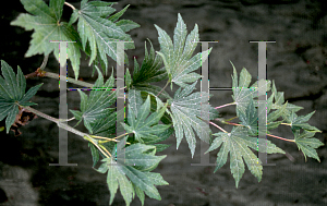 Picture of Acer shirasawanum 'Lovett'