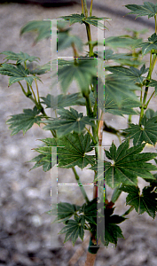 Picture of Acer shirasawanum 'Microphyllum'