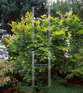 Picture of Acer shirasawanum 'Lovett'