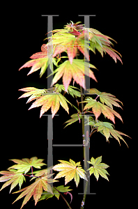 Picture of Acer shirasawanum 'Autumn Moon'