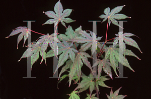 Picture of Acer palmatum 'Baby Ghost'