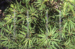 Picture of Acer palmatum (Dissectum Group) 'Baby Lace Lexington'
