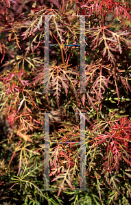 Picture of Acer palmatum (Dissectum Group) 'Baldsmith (Watnong)'