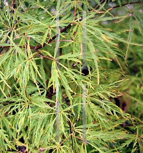 Picture of Acer palmatum (Dissectum Group) 'Baldsmith (Watnong)'