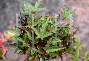 Picture of Acer palmatum (Matsumurae Group) 'Beni fushigi'