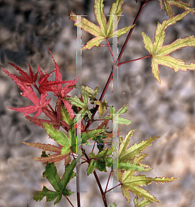 Picture of Acer palmatum (Matsumurae Group) 'Beni fushigi'
