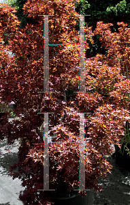 Picture of Acer palmatum (Amoenum Group) 'Beni hoshi'