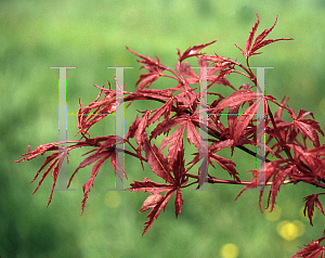 Picture of Acer palmatum (Matsumurae Group) 'Beni komachi'