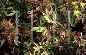 Picture of Acer palmatum (Matsumurae Group) 'Beni komachi'