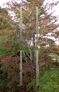 Picture of Acer palmatum(Linearilobum Group) 'Beni otake (Big Red Bamboo)'
