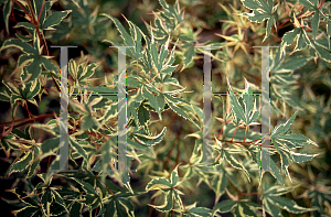 Picture of Acer palmatum 'Beni shichihenge'