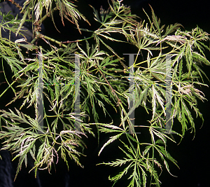 Picture of Acer palmatum (Dissectum Group) 'Beni shidare'