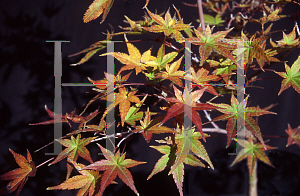 Picture of Acer palmatum 'Beni tsukasa'