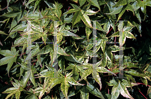 Picture of Acer palmatum 'Beni tsukasa'