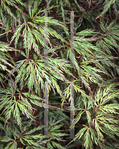 Picture of Acer palmatum (Dissectum Group) 'Barrie Bergman'