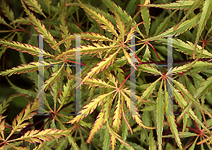 Picture of Acer palmatum (Dissectum Group) 'Berrima Bridge'
