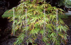 Picture of Acer palmatum (Dissectum Group) 'Birthday Wishes'