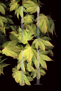 Picture of Acer palmatum (Amoenum Group) 'Bonnie Bergman'