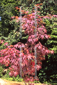 Picture of Acer palmatum 'Boskoop Glory'