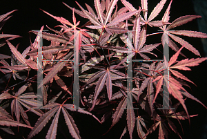 Picture of Acer palmatum (Matsumurae Group) 'Cagel #0'