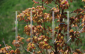 Picture of Acer palmatum 'Calico'