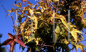 Picture of Acer palmatum 'Calico'