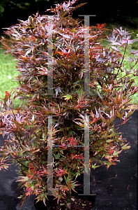 Picture of Acer palmatum 'Carlis Corner (Carlis Corner Broom)'