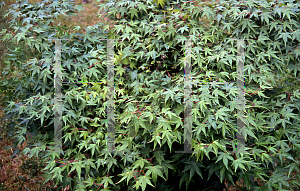 Picture of Acer palmatum 'Caperci Dwarf (Capersi Dwarf)'