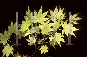 Picture of Acer palmatum (Amoenum Group) 'Chizome'