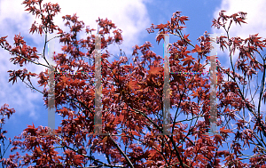 Picture of Acer palmatum (Amoenum Group) 'Tsukushi gata (Chukushigata)'