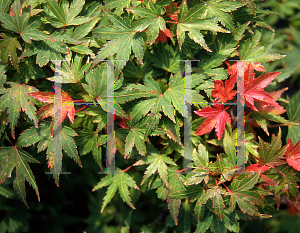 Picture of Acer palmatum 'Coonara Pygmy'