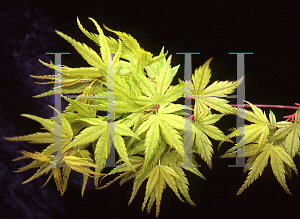 Picture of Acer palmatum 'Coral Pink'