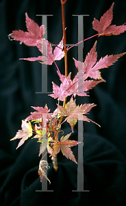 Picture of Acer palmatum 'Coral Pink'