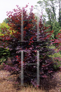 Picture of Acer palmatum 'Crimson Prince'