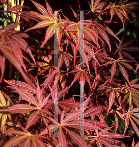 Picture of Acer palmatum (Matsumurae Group) 'Vandermoss Red (Christy Ann)'