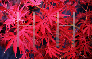 Picture of Acer palmatum (Matsumurae Group) 'Vandermoss Red (Christy Ann)'