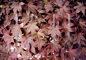 Picture of Acer palmatum 'Shin chishio'