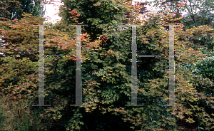 Picture of Acer palmatum 'Deshojo'